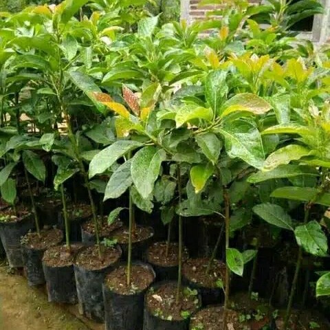 bibit pohon alpukat-alpukat madu-tanaman alpukat madu FREESS