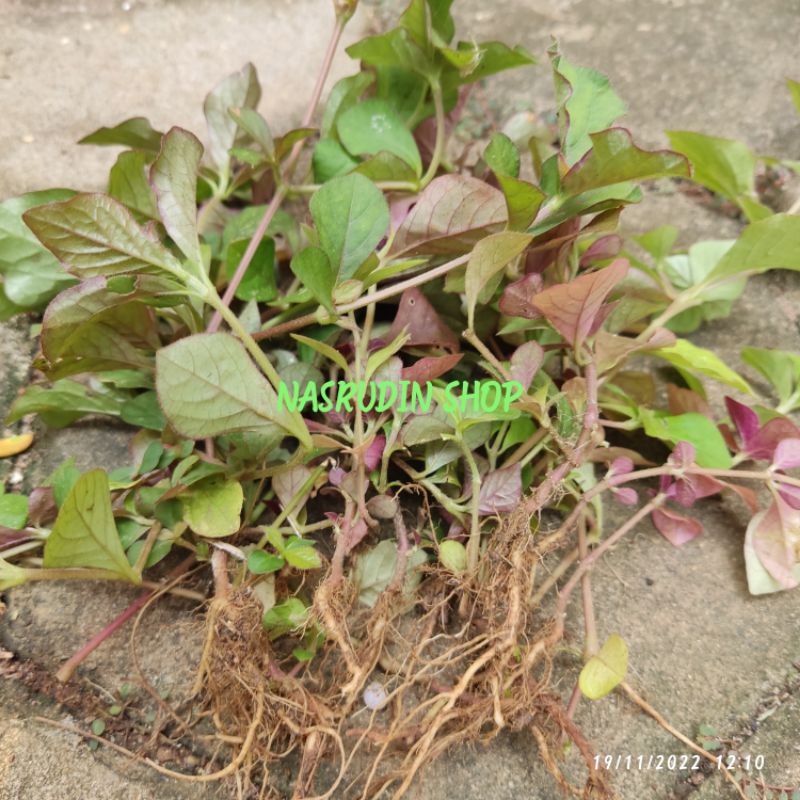 

[Fresh] BIBIT BAYAM PASIR 20 BATANG/POHON BIBIT DAUN BAYAM PASIR SEGAR RUMPUT JARANG-JARANG