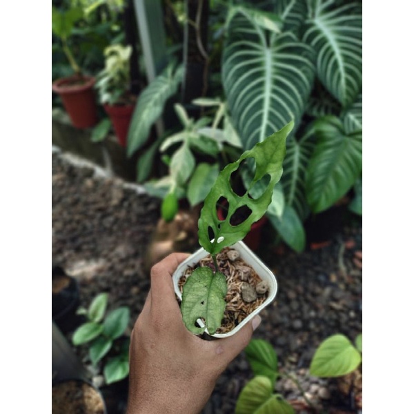 monstera obliqua