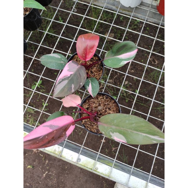 Philodendron Pink Princess Black Cherry real pict