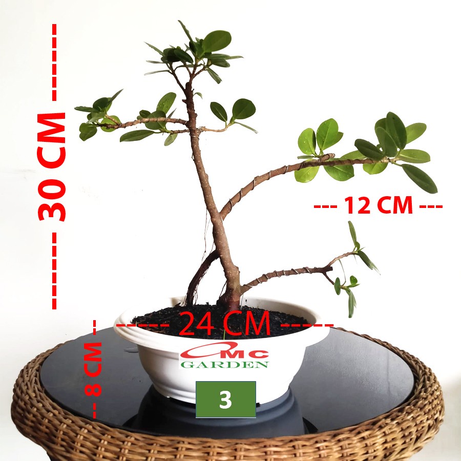 Tanaman Hias Pohon Bonsai Mame Beringin Korea Mini Dolar B-BK-017