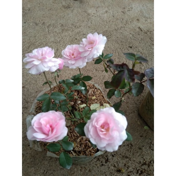 Cecile brunner rose - Mawar Import Cecile brunner - bibit mawar murah
