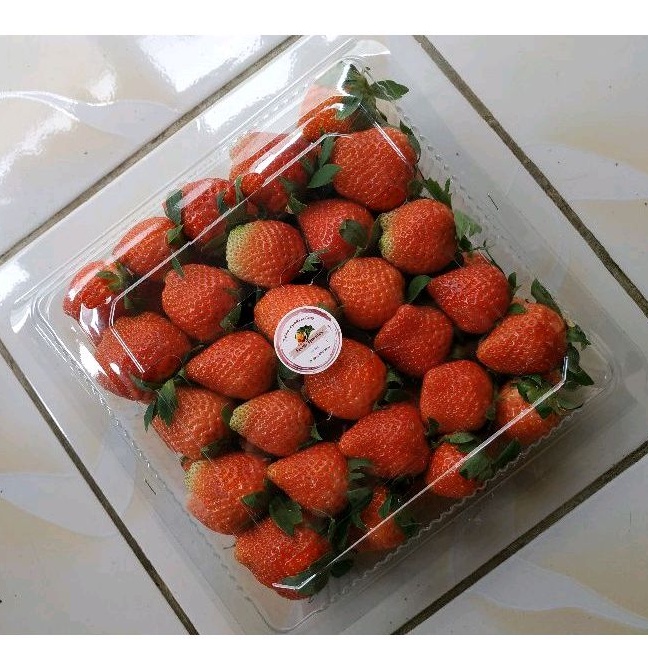 

Strawberry Asli Fresh Ciwidey Khusus Instan