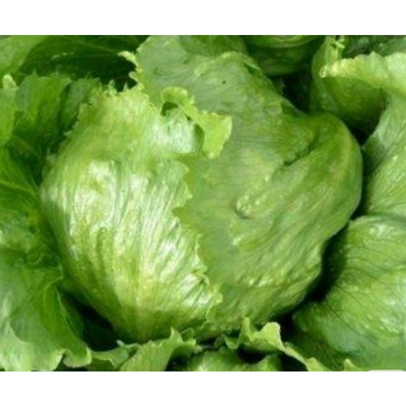 Benih SELADA HEAD LETTUCE selada krop GENERAL isi 50 biji