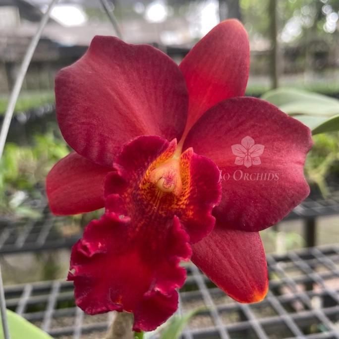 Anggrek Cattleya Mini Red Dragon Orchid Knop