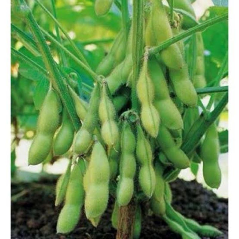 4 Biji - Benih Kedelai Edamame Ryoko Super Kacang Jepang Unggul Tanaman Sayuran Edamame