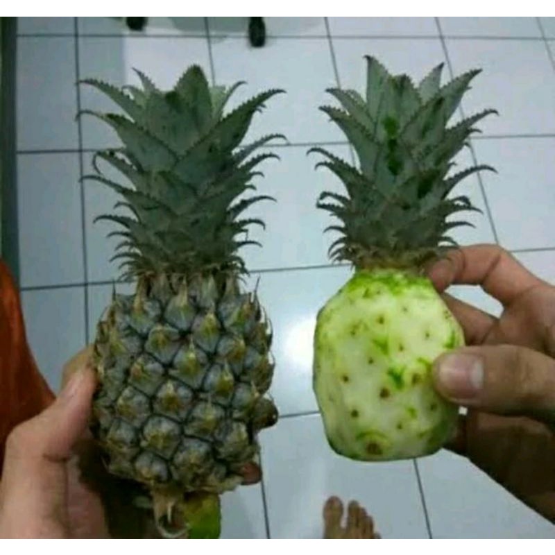 

Buah Nanas Muda Segar