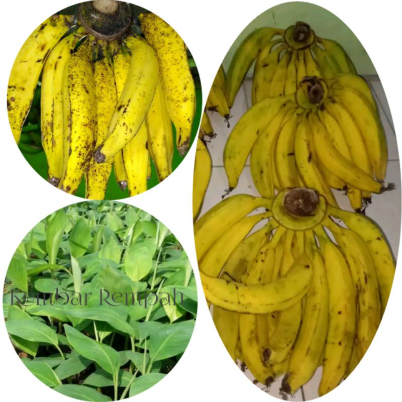 BIBIT PISANG TANDUK MADU SUPER ASLI ORIGINAL TERBAIK BIBIT PISANG BONGGOL PISANG