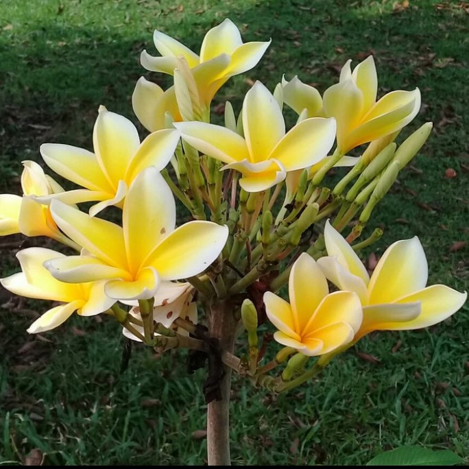 pohon kamboja bunga kuning 1.5 meter / pohon kemboja bali