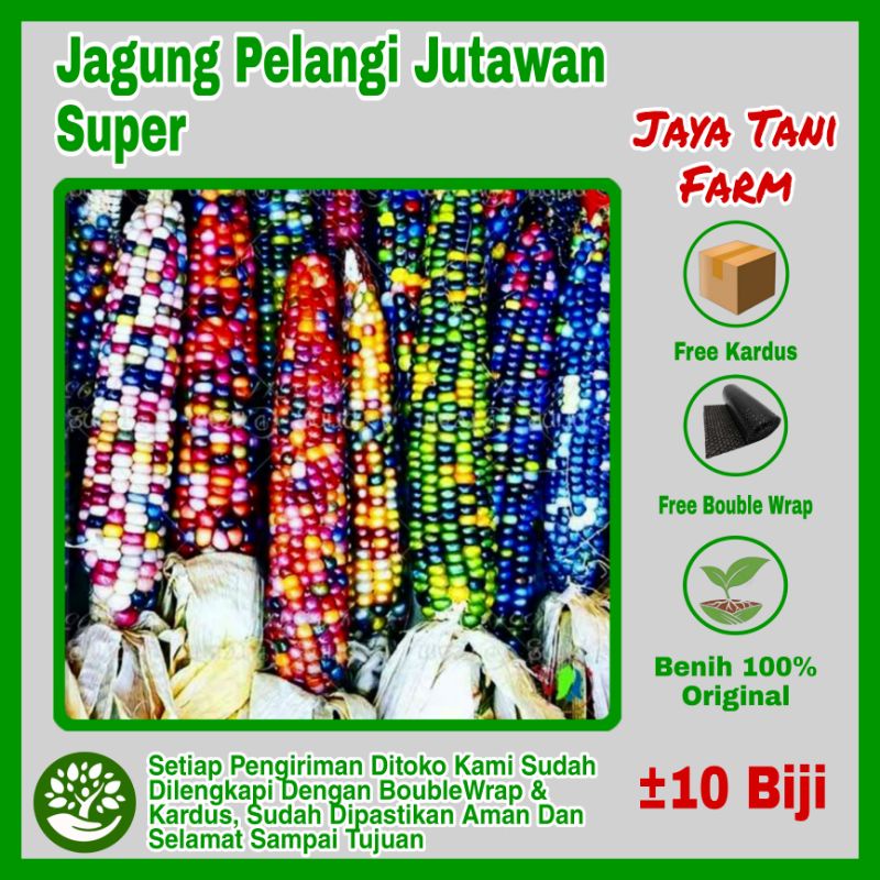 10 Biji Benih Jagung Pelangi Jutawan / Benih Jagung  Pulut Pelangi / Bibit Jagung Jutawan Panah Mera