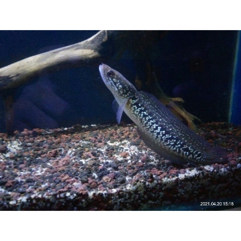 channa asiatica ws 5-6cm