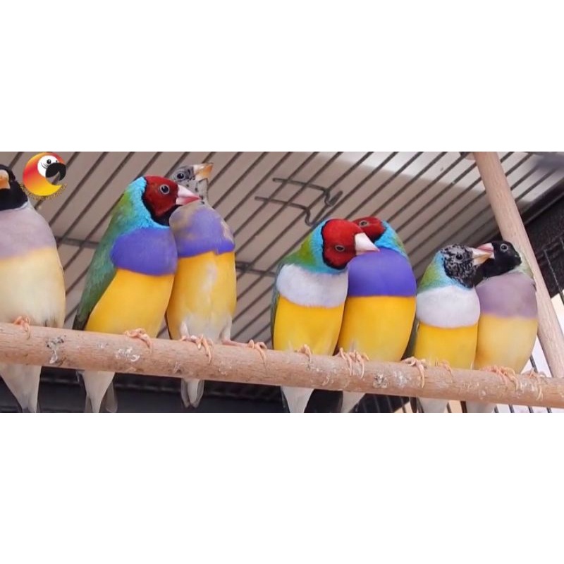 burung cantik gould amadine pasangan