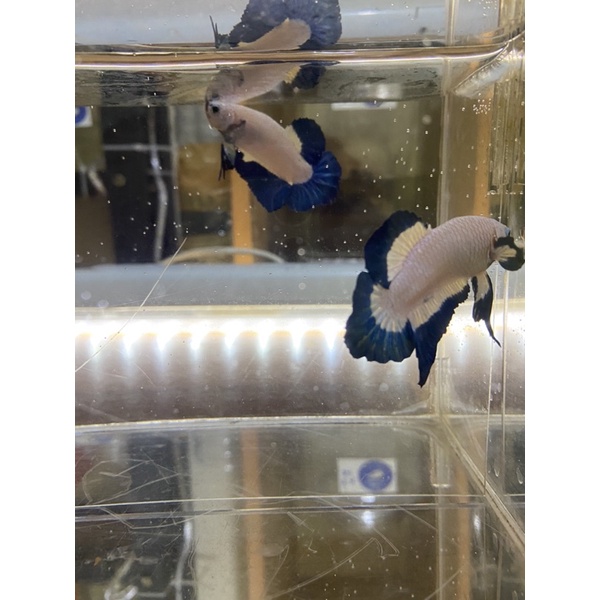 Ikan Cupang Blue Rim line Aunnop gen Thailand