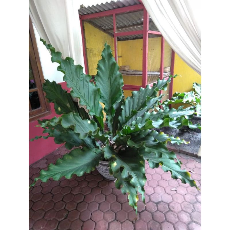 Bibit anthurium Gelombang cinta