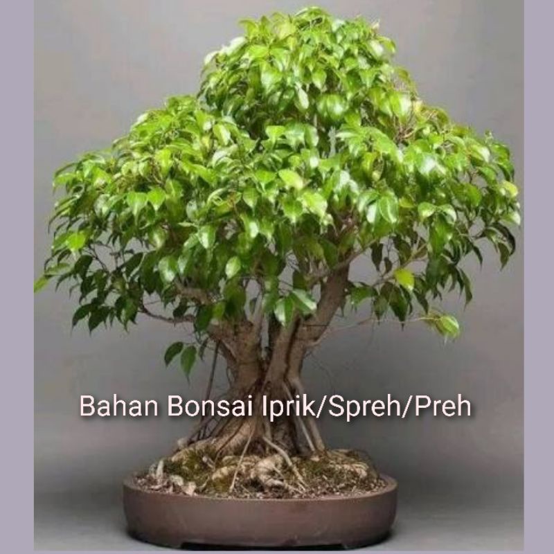 Bibit Tanaman Hias Bahan Bonsai Iprik Spreh Preh Murah Berkualitas