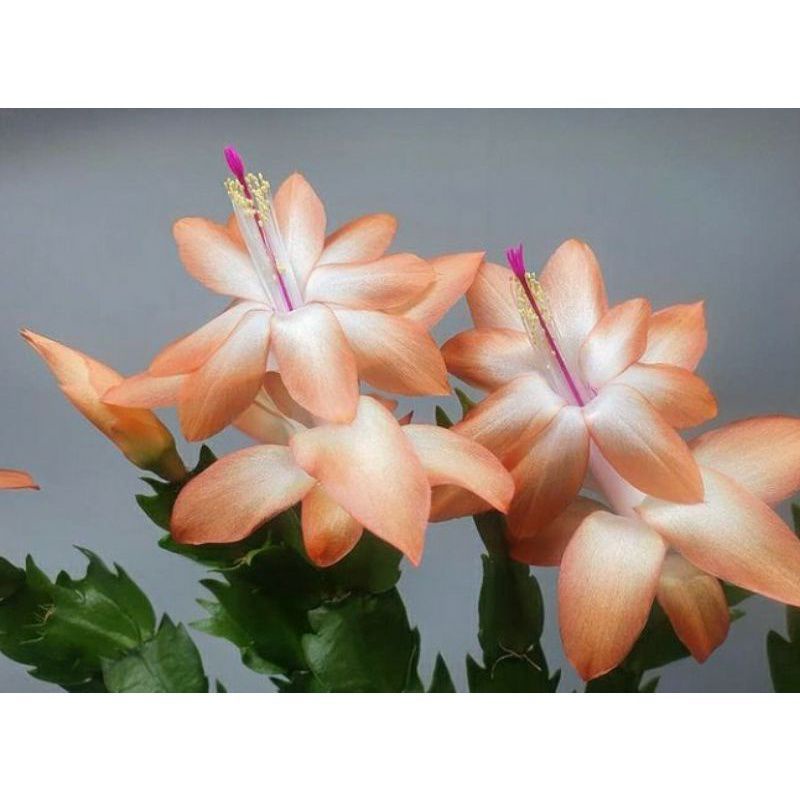 Bunga Wijaya Kusuma kepiting Orange - Hidup Wijaya Kusuma kepiting - Tanaman hias Wijaya Kusuma kepi