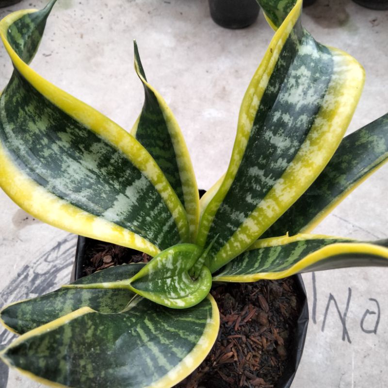 sansevieria twister besar