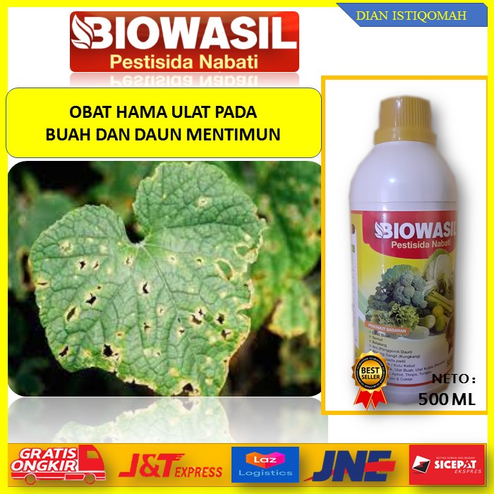 (Terbaru) Obat Semprot Ulat Buah Biowasil Pestisida Dan Nabati Cair Atasi Hama Ulat Pada Buah Timun 