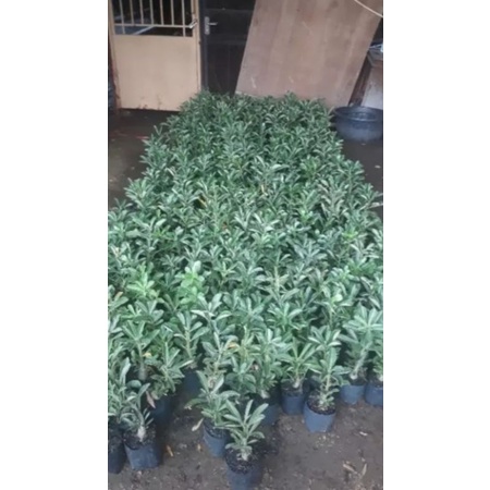 pohon bunga kamboja jepang