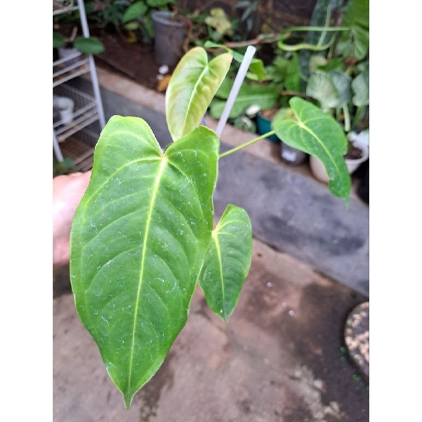 Anthurium Veitchii Hybrid