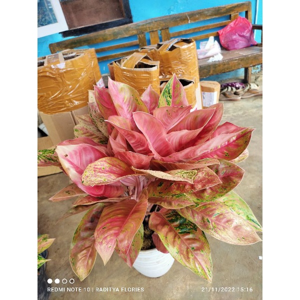 Aglonema super red bigroy rumpun