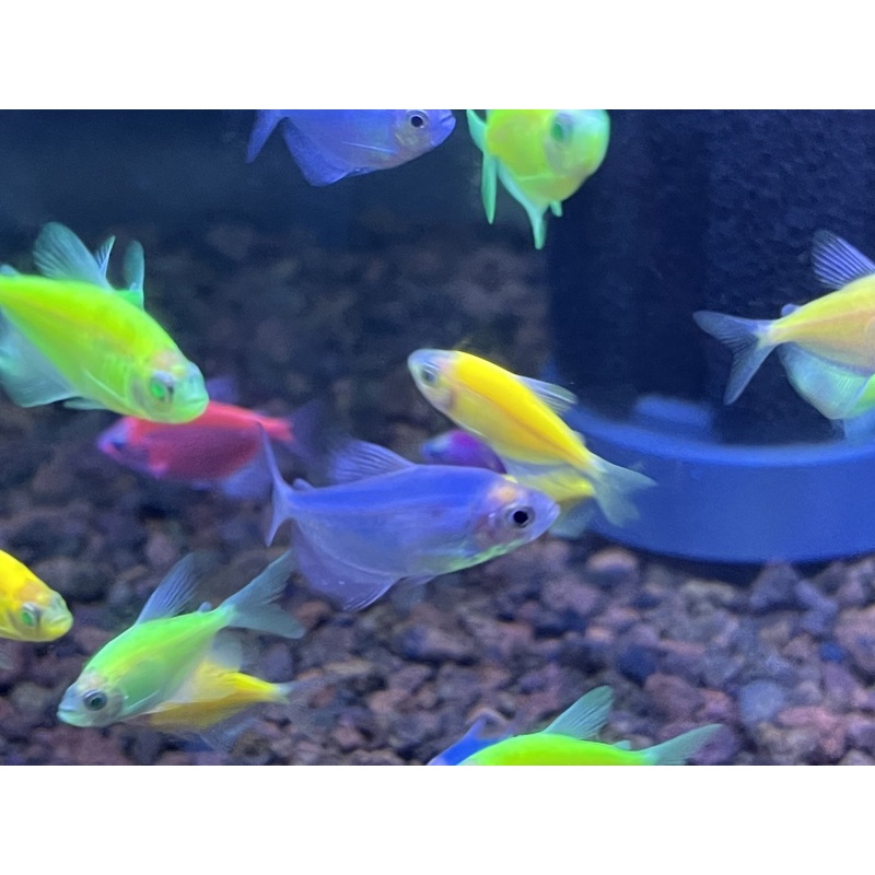 

Blue Glowfis