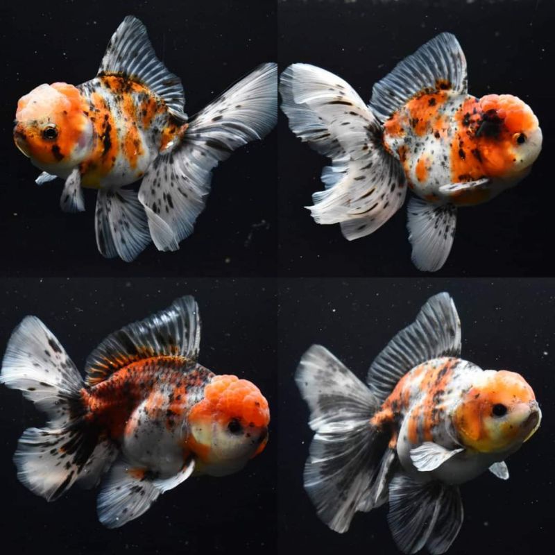 Oranda calico rosetail / ikan mas koki kaliko rosetail