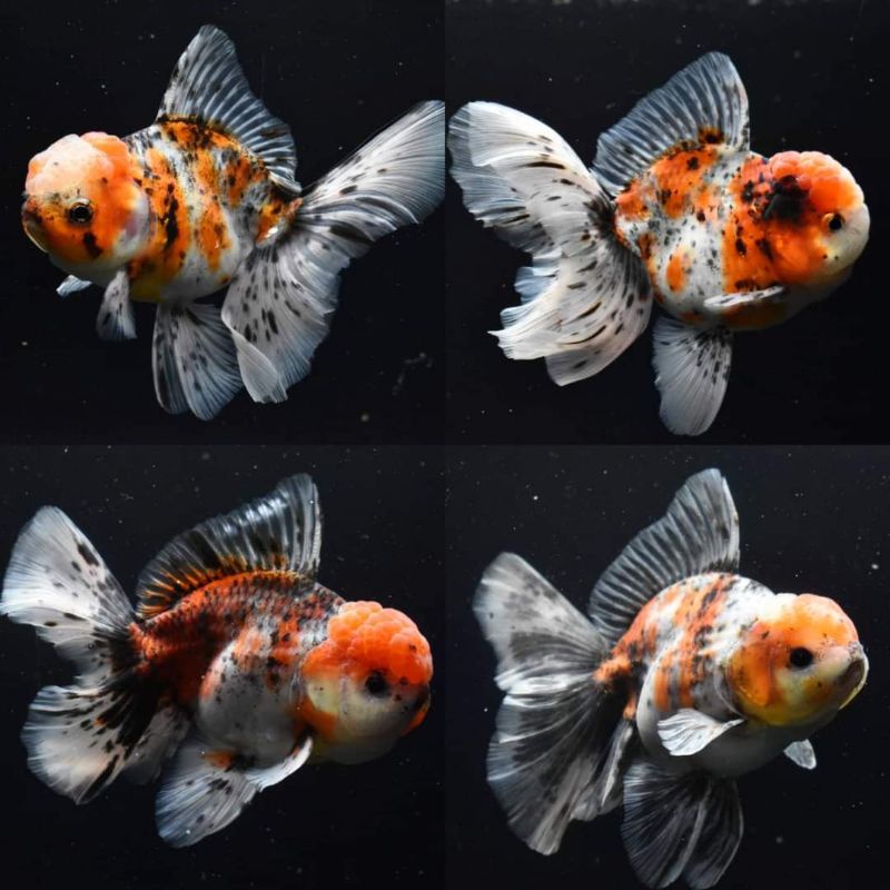 Jual Oranda Calico Rosetail Ikan Mas Koki Kaliko Rosetail Shopee