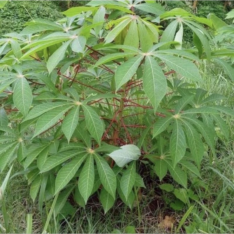 

DAUN SINGKONG SEGAR LANGSUNG PETIK.