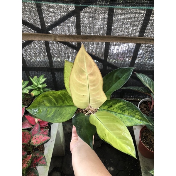 Aglaonema Kochin Sunrise