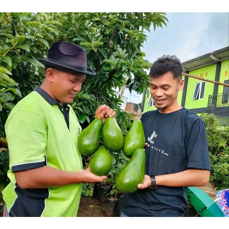 bibit alpukat pangeran batang besar siap berbuah