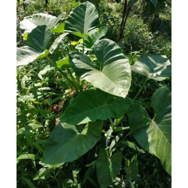 Daun Keladi Segar 1 Kg / Daun Talas Segar / Daun Lompong Mbote