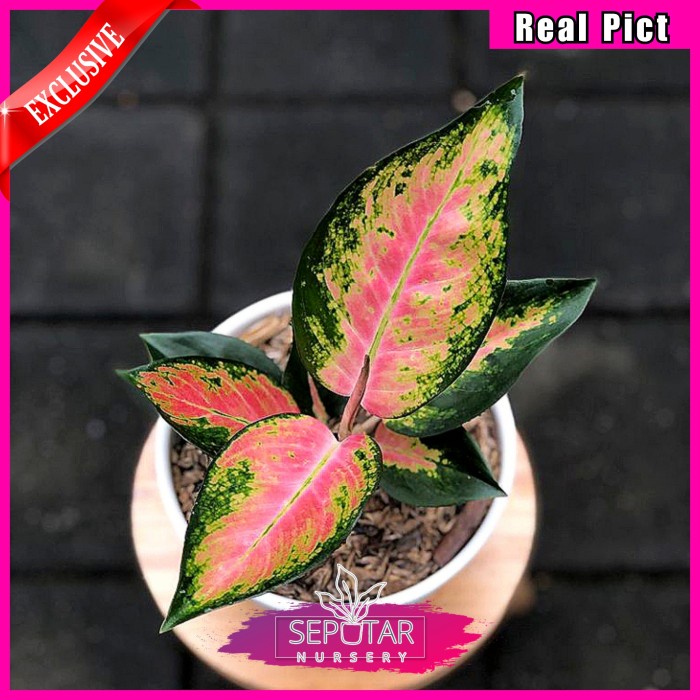 (BISA COD) Aglonema pink kochin - Tanaman hias aglonema pink kochin