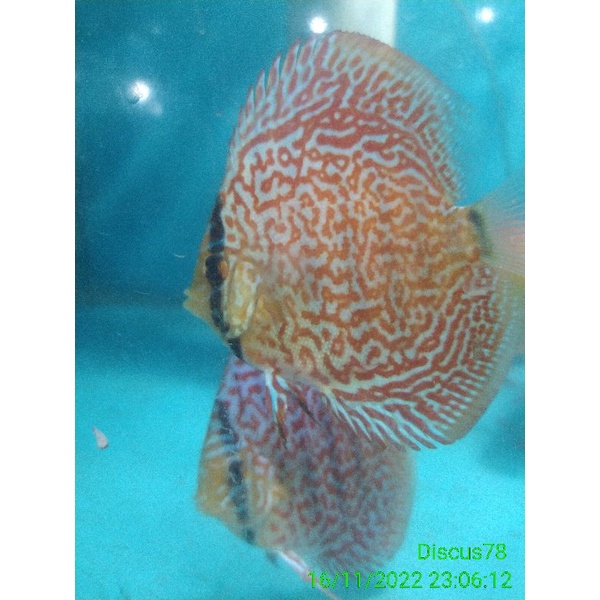 Discus Leopard ring 3 inchi