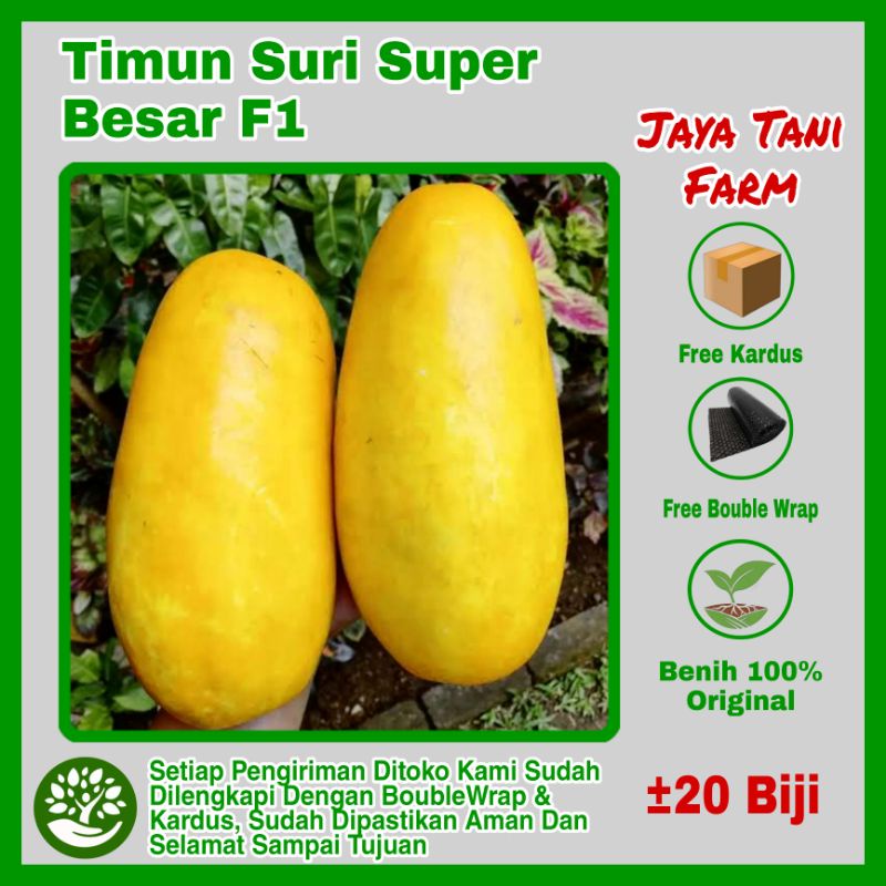 Jual 20 Biji Benih Buah Timun Suri Super Besar F1 Benih Sayuran Bibit Sayuran Biji Timun 