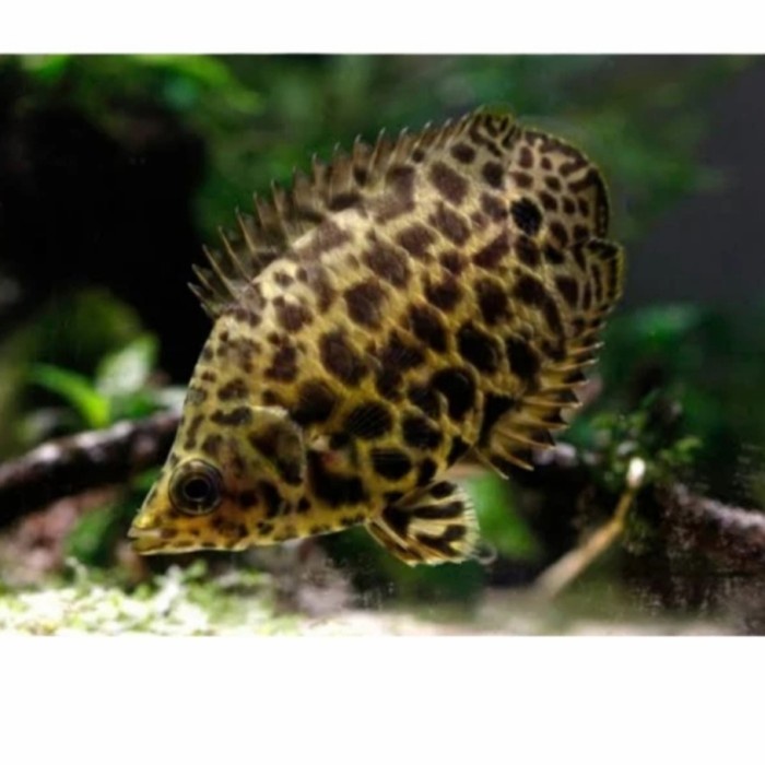 ikan daun ikan hias aquarium aquascape ikan CTENOPOMA