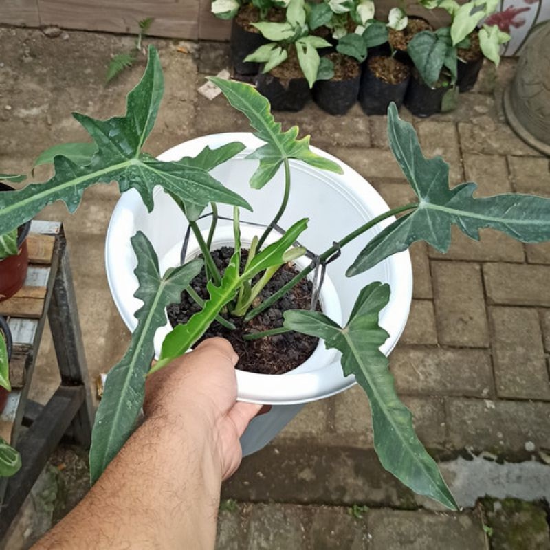TANAMAN HIAS PHILODENDRON LONGILOBATUM 3-4D BIBIT TERLARIS