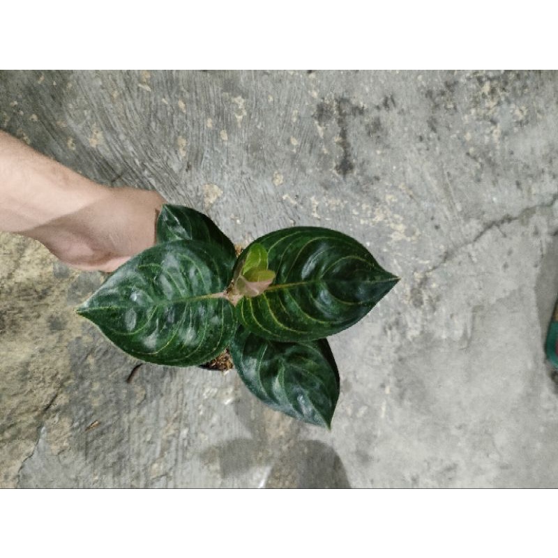 aglaonema black rinjani