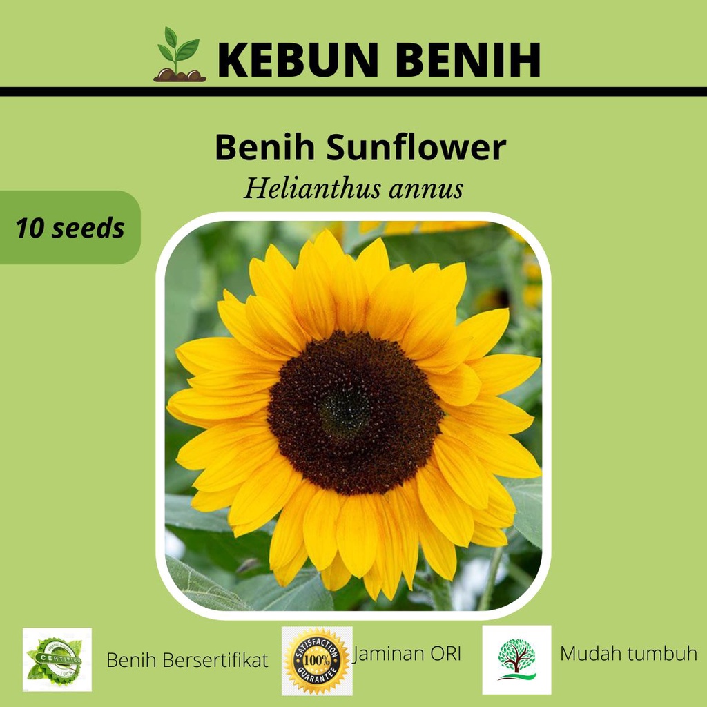 Benih Tanaman Sunflower Kualitas Unggul