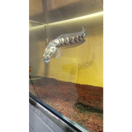 1 paket isi 5 channa yellow sentarum bar simet