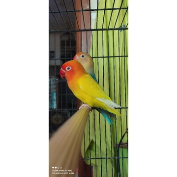 lovebird dewasa ternak