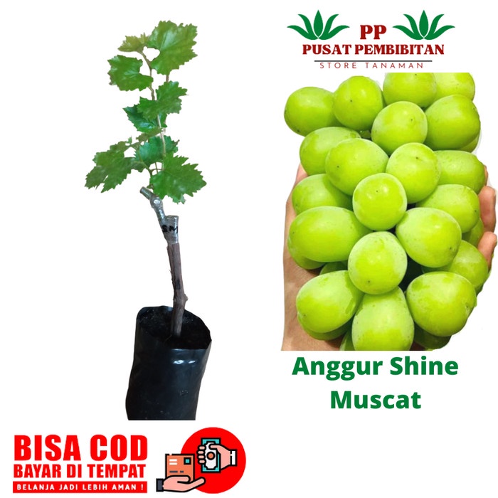 BIBIT ANGGUR IMPORT SHINE MUSCAT TANAMAN ANGGUR SHINE MUSCAT EE11