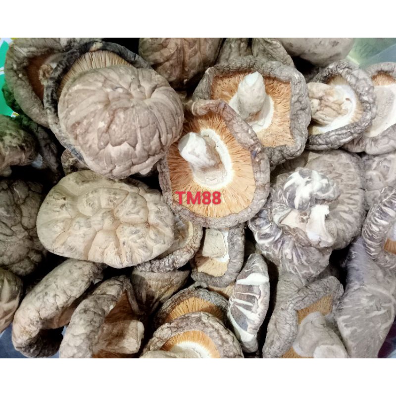

JAMUR SHITAKE KERING/JAMUR HIONG KU KERING BESAR