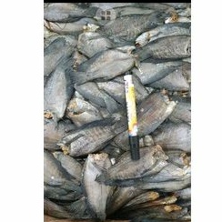 

Ikan sepat siam jumbo 1kg