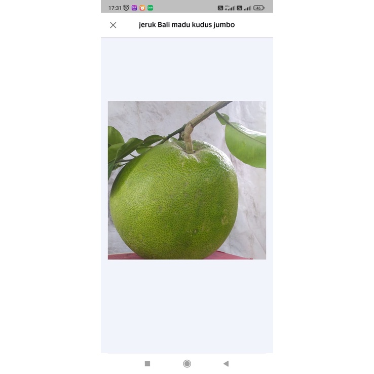 

Buah Jeruk Pamelo Madu Jumbo Per 1pcs