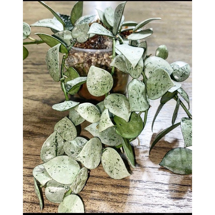 Tanaman hias hoya krohniana silver / lacunosa snow caps