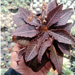 EUPHORBIA FRANCOISII