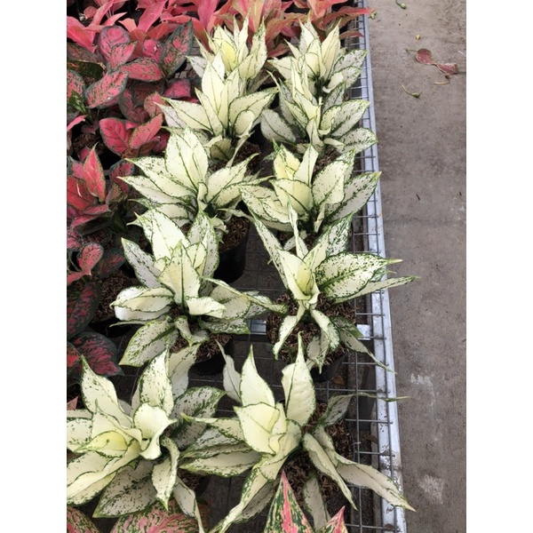 Aglaonema Siam Paragon