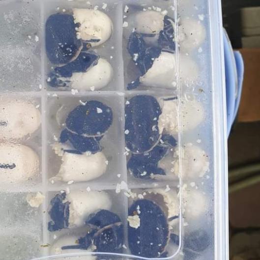 Inkubator Reptil Telur Incubator Egg Gecko Ular Kura Kadal Reptile Egg - Incubator saja