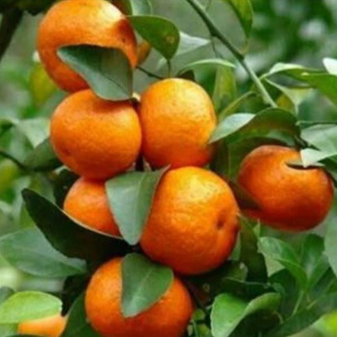 joss Bibit Jeruk Santang Madu viral